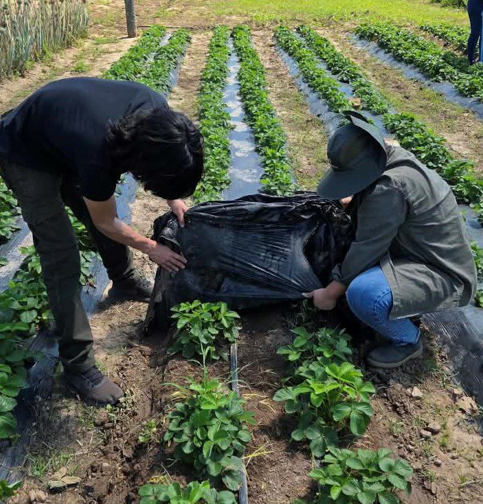 TEC_AGRO_INTA_FRUTILLA_12