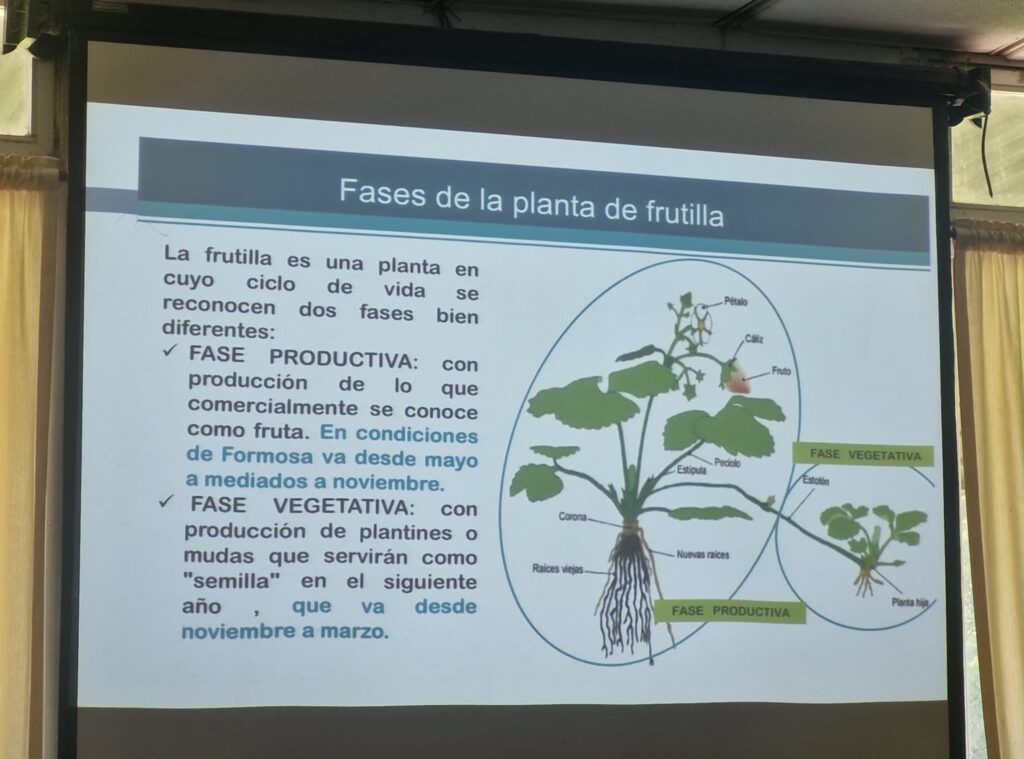 TEC_AGRO_INTA_FRUTILLA_13