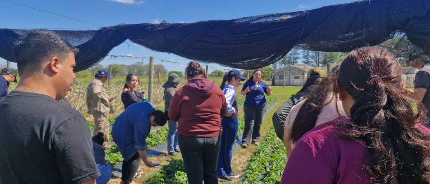 TEC_AGRO_INTA_FRUTILLA_14
