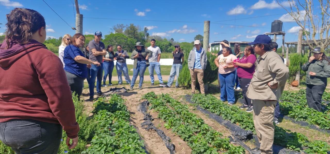 TEC_AGRO_INTA_FRUTILLA_19