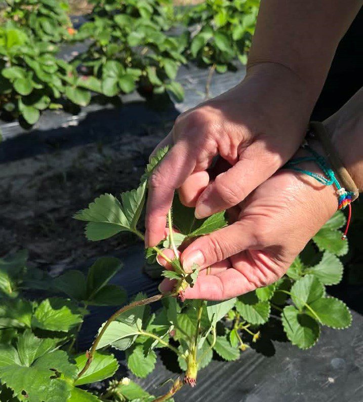 TEC_AGRO_INTA_FRUTILLA_4