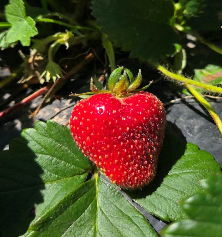 TEC_AGRO_INTA_FRUTILLA_7